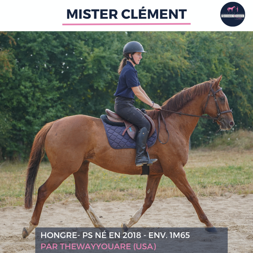 Gelding Thoroughbred For sale 2018 Liver chestnut