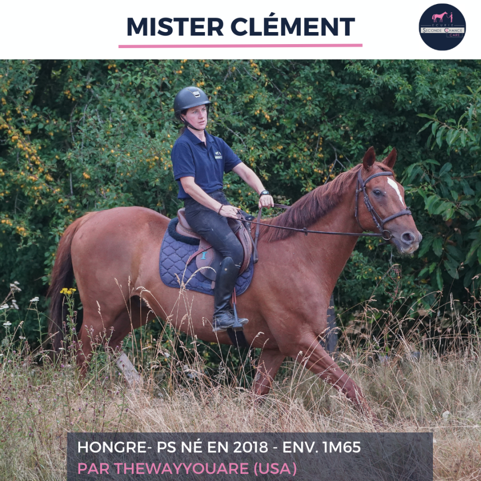 Gelding Thoroughbred For sale 2018 Liver chestnut