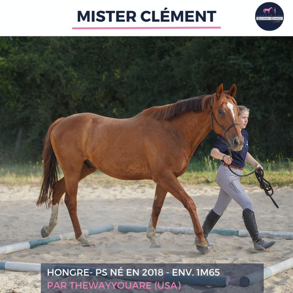 Gelding Thoroughbred For sale 2018 Liver chestnut