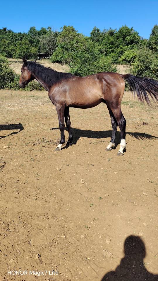 Colt Zangersheide For sale 2025 Dark Bay