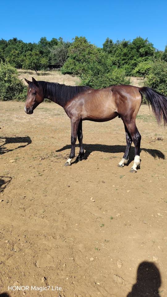 Colt Zangersheide For sale 2025 Dark Bay