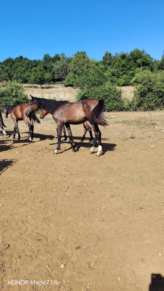 Colt Zangersheide For sale 2025 Dark Bay