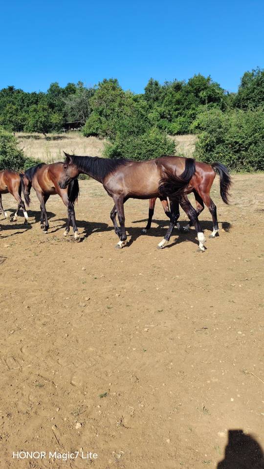 Colt Zangersheide For sale 2025 Dark Bay