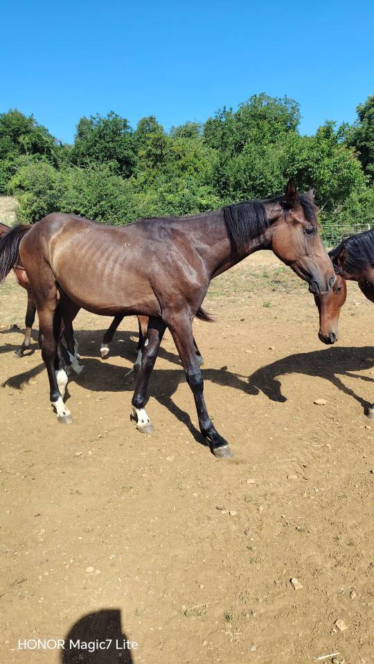 Colt Zangersheide For sale 2025 Dark Bay