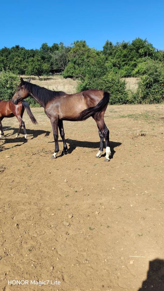 Colt Zangersheide For sale 2025 Dark Bay