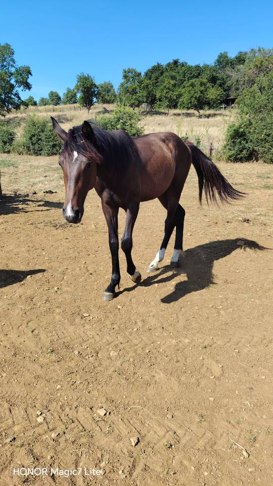 Colt Zangersheide For sale 2025 Dark Bay