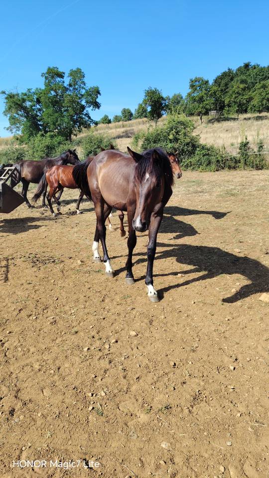 Colt Zangersheide For sale 2025 Dark Bay