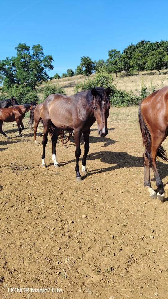 Colt Zangersheide For sale 2025 Dark Bay