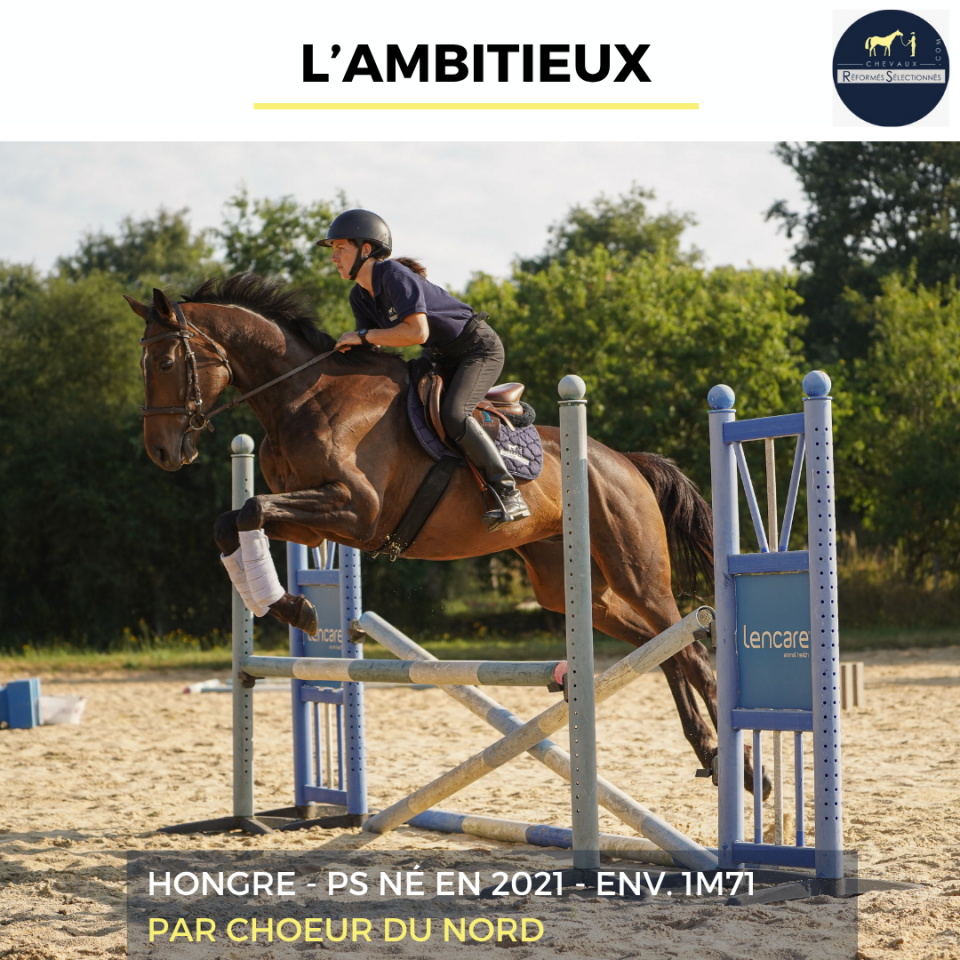 Gelding Thoroughbred For sale 2021 Bay