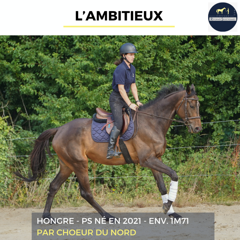 Gelding Thoroughbred For sale 2021 Bay