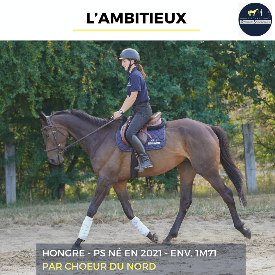 Gelding Thoroughbred For sale 2021 Bay