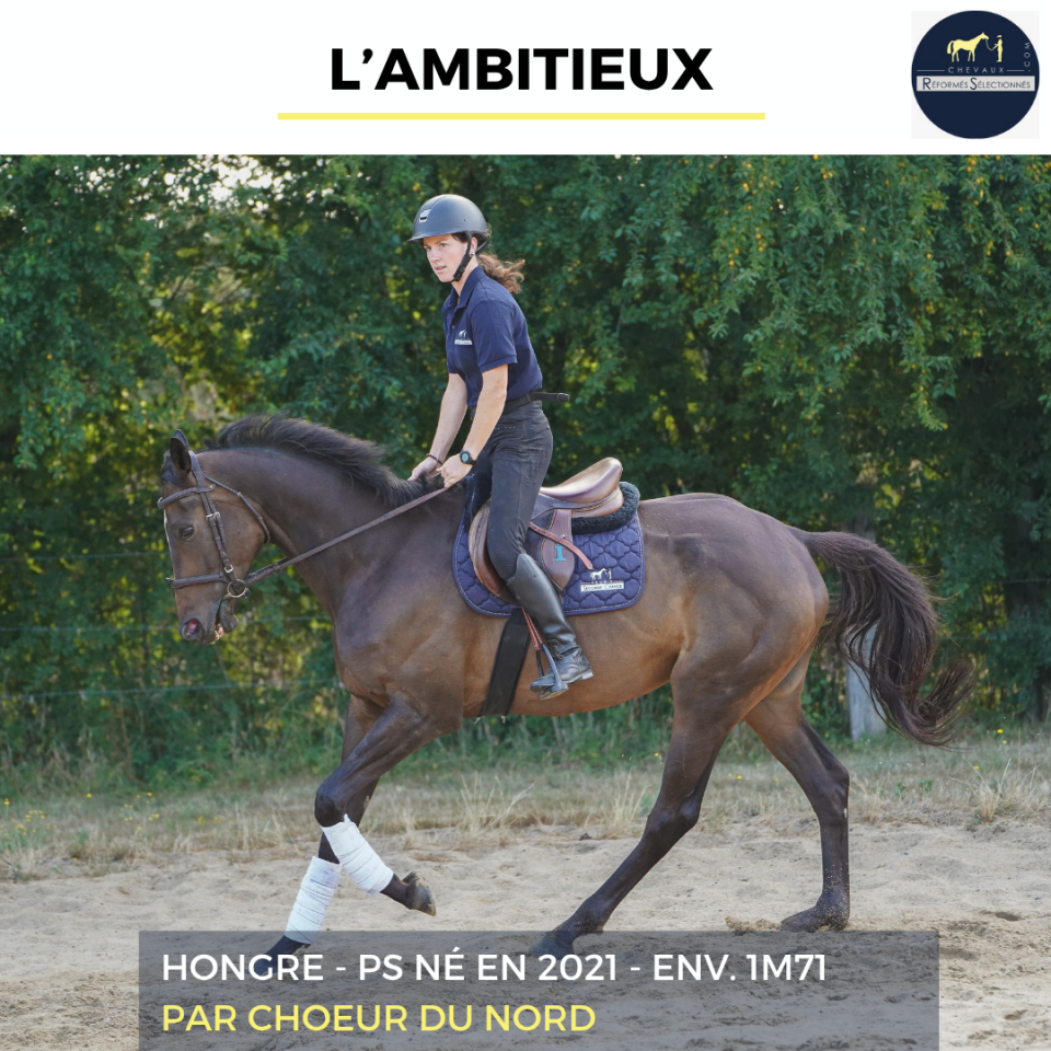 Gelding Thoroughbred For sale 2021 Bay