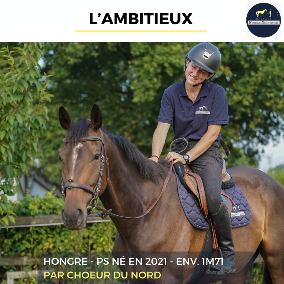 Gelding Thoroughbred For sale 2021 Bay