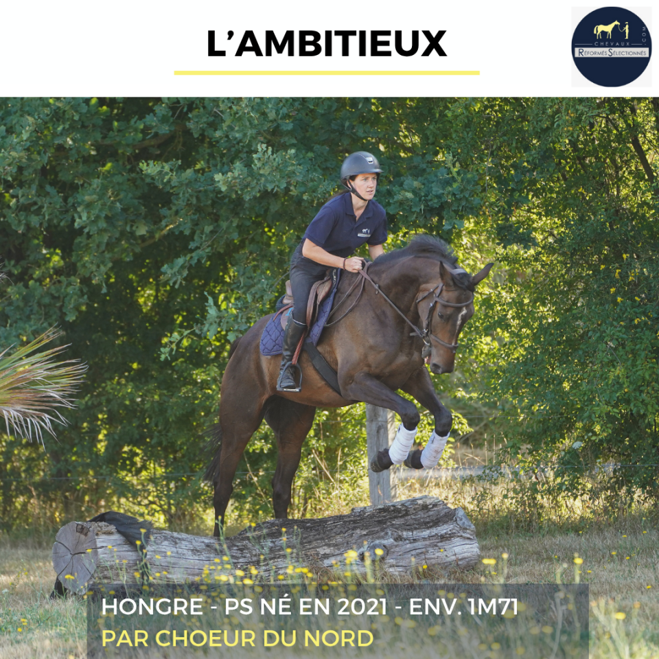 Gelding Thoroughbred For sale 2021 Bay