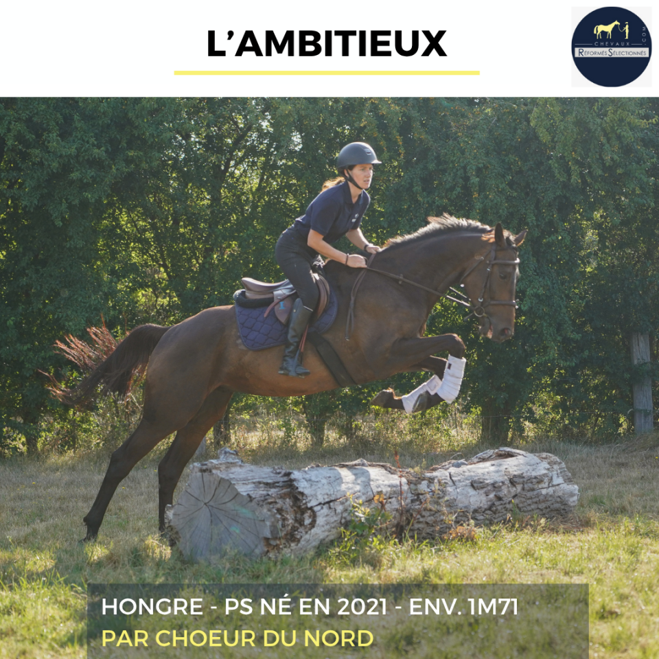 Gelding Thoroughbred For sale 2021 Bay