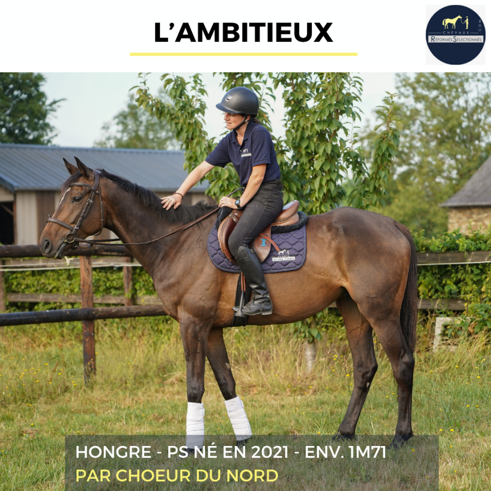 Gelding Thoroughbred For sale 2021 Bay
