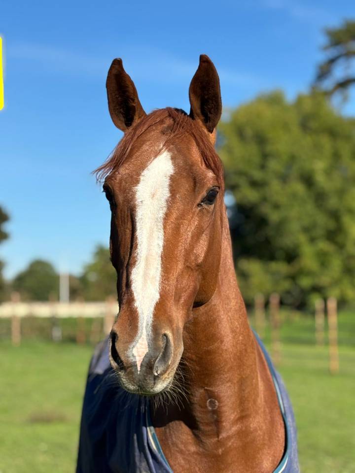Gelding Selle Fran&ccedil;ais For sale 2011 Chesnut