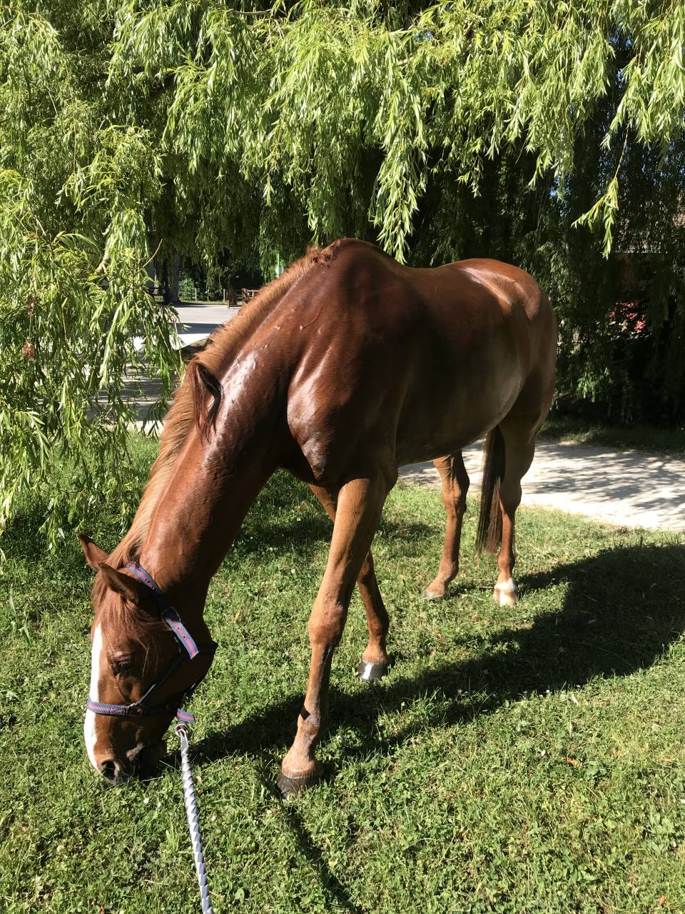 Gelding Selle Fran&ccedil;ais For sale 2011 Chesnut