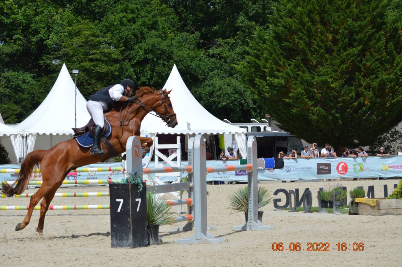 Gelding Selle Fran&ccedil;ais For sale 2011 Chesnut
