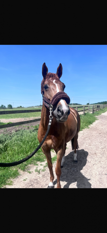 Mare Selle Fran&ccedil;ais For sale 2012 Chesnut