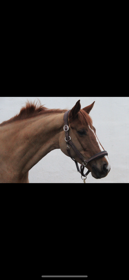 Mare Selle Fran&ccedil;ais For sale 2012 Chesnut
