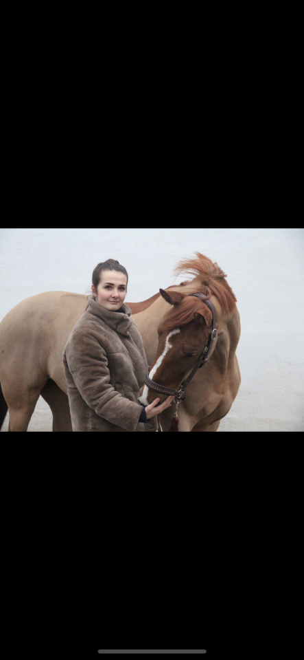 Mare Selle Fran&ccedil;ais For sale 2012 Chesnut
