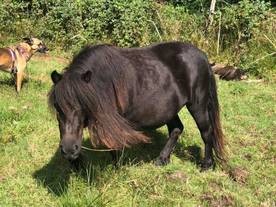 Mare Shetland Pony For sale 2022 Black