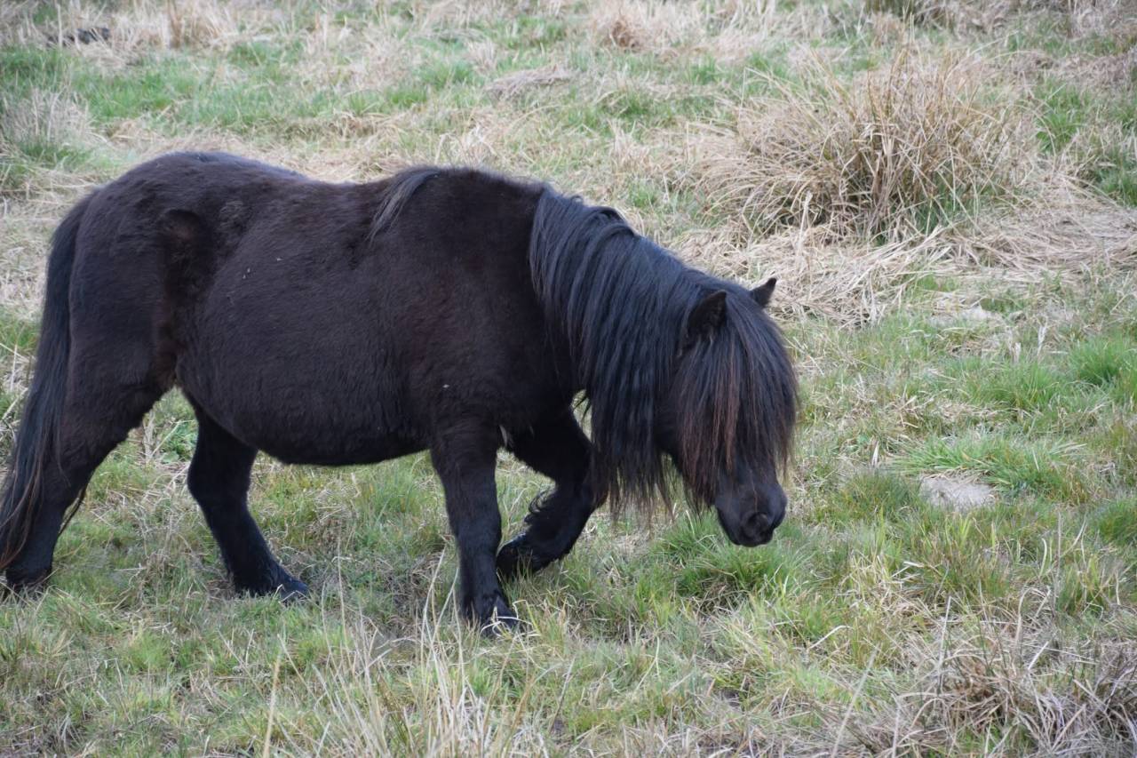 Mare Shetland Pony For sale 2022 Black