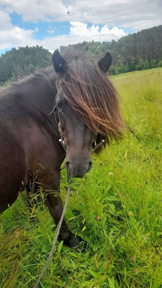 Mare Shetland Pony For sale 2022 Black