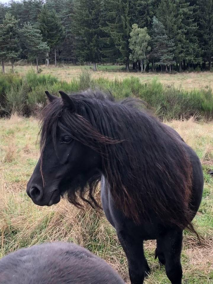 Mare Shetland Pony For sale 2022 Black
