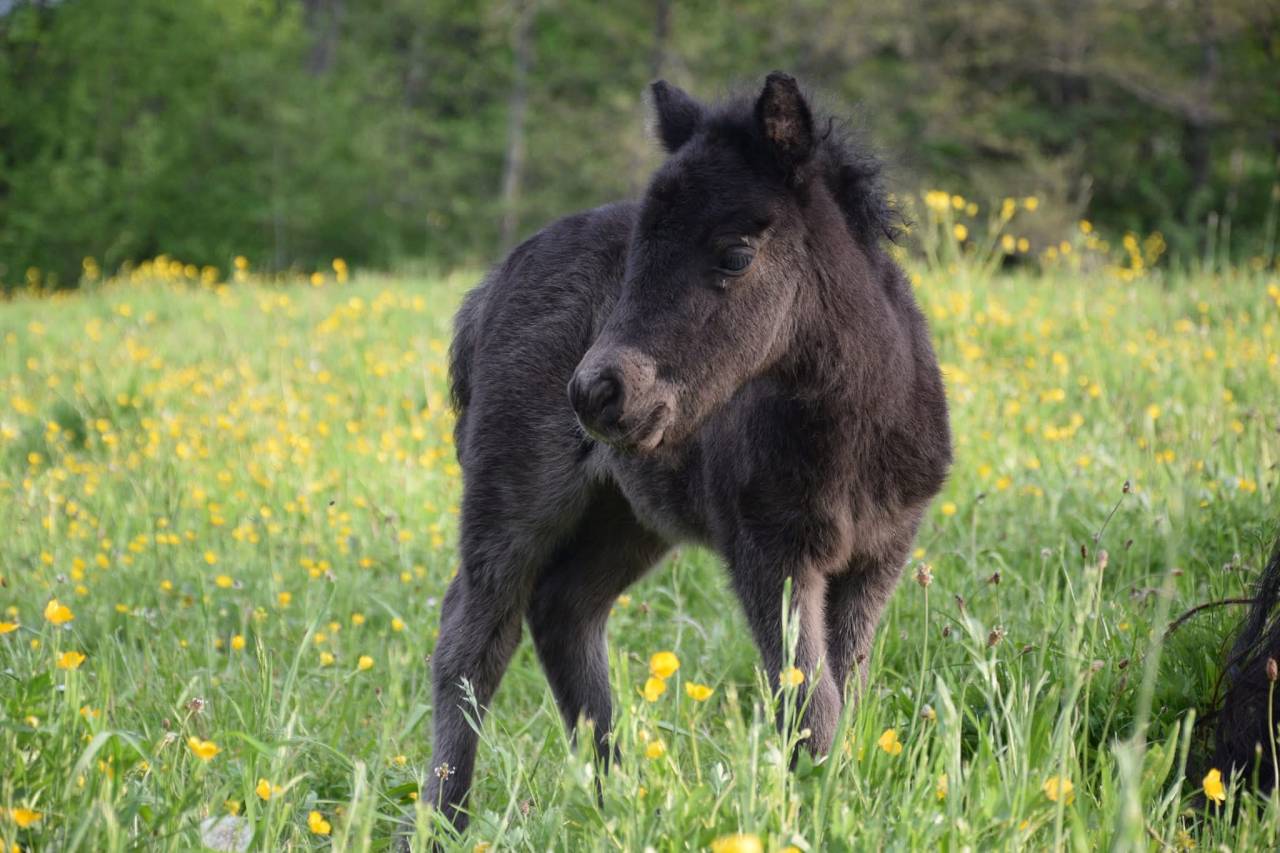 Mare Shetland Pony For sale 2022 Black