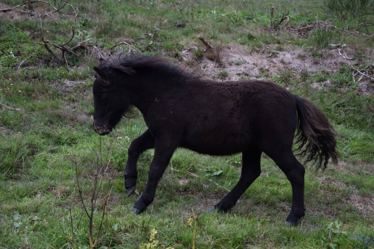 Mare Shetland Pony For sale 2022 Black