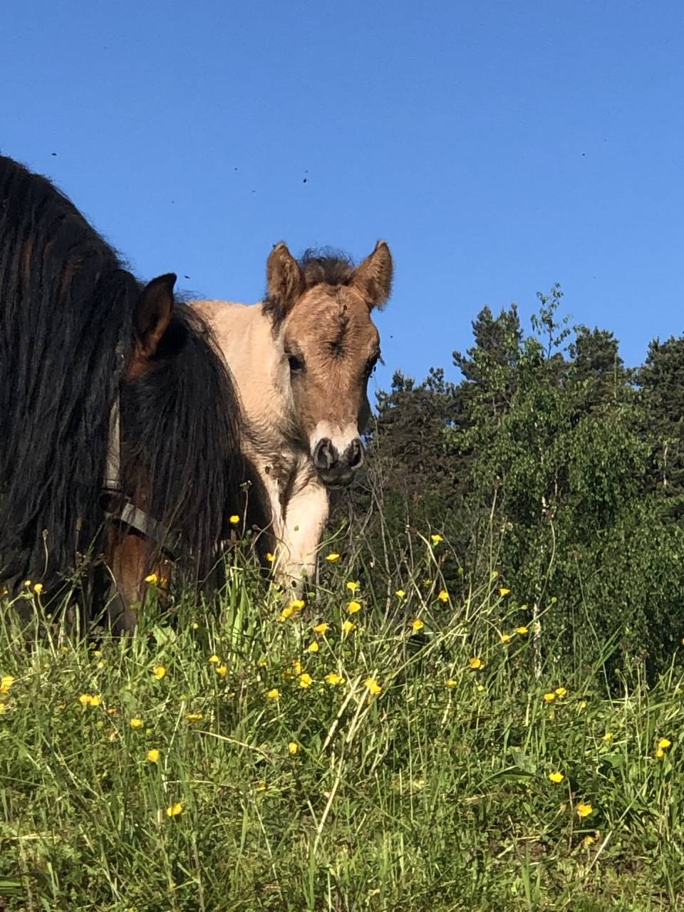 Colt Origin Recorded For sale 2026 Dun