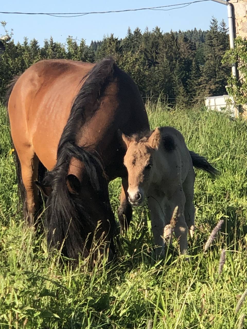 Colt Origin Recorded For sale 2026 Dun