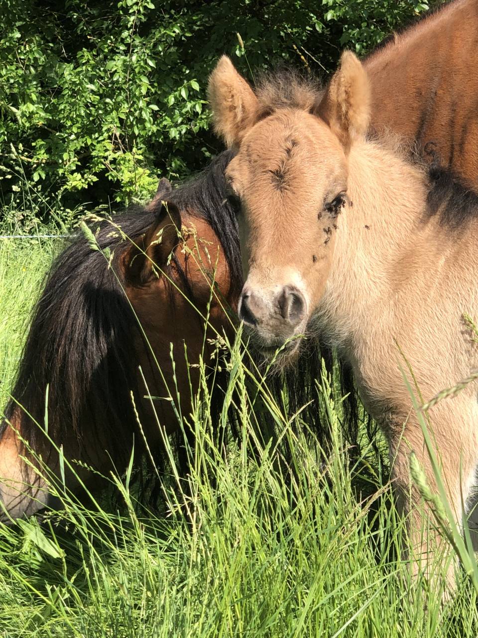 Colt Origin Recorded For sale 2026 Dun