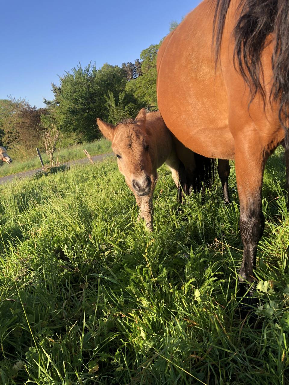 Colt Origin Recorded For sale 2026 Dun