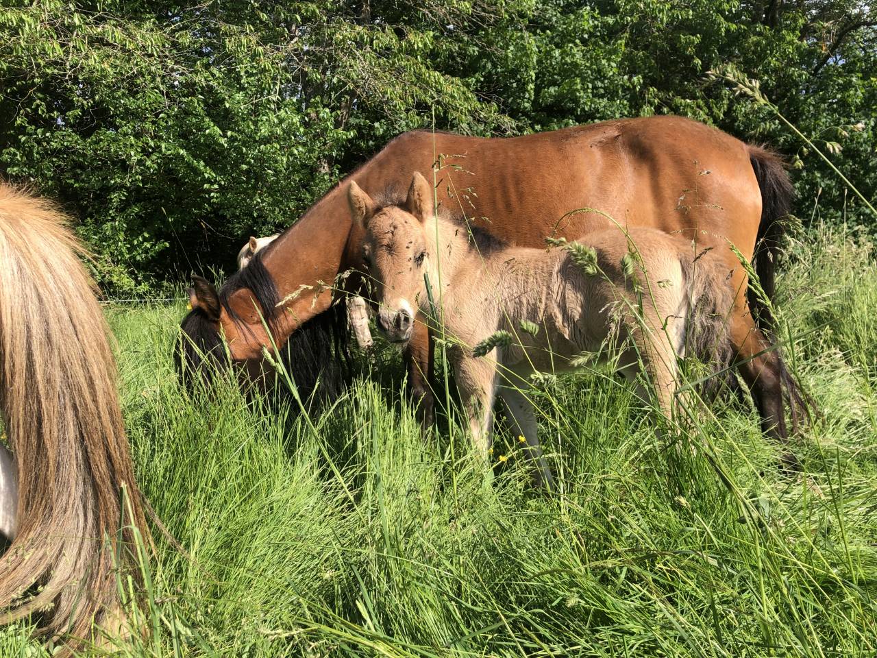 Colt Origin Recorded For sale 2026 Dun