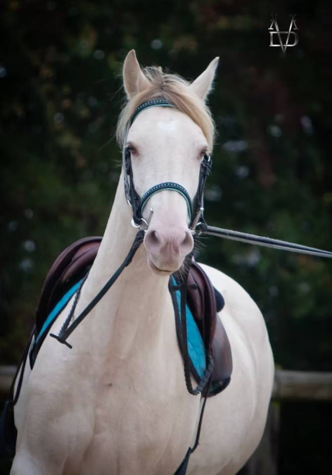 Mare PRE Pure Spanish Bred For sale 2021 Buckskin