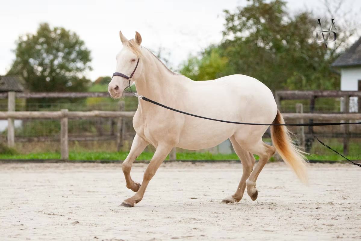 Mare PRE Pure Spanish Bred For sale 2021 Buckskin