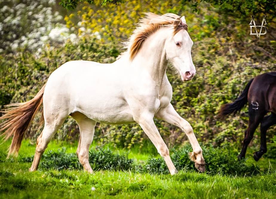Mare PRE Pure Spanish Bred For sale 2021 Buckskin