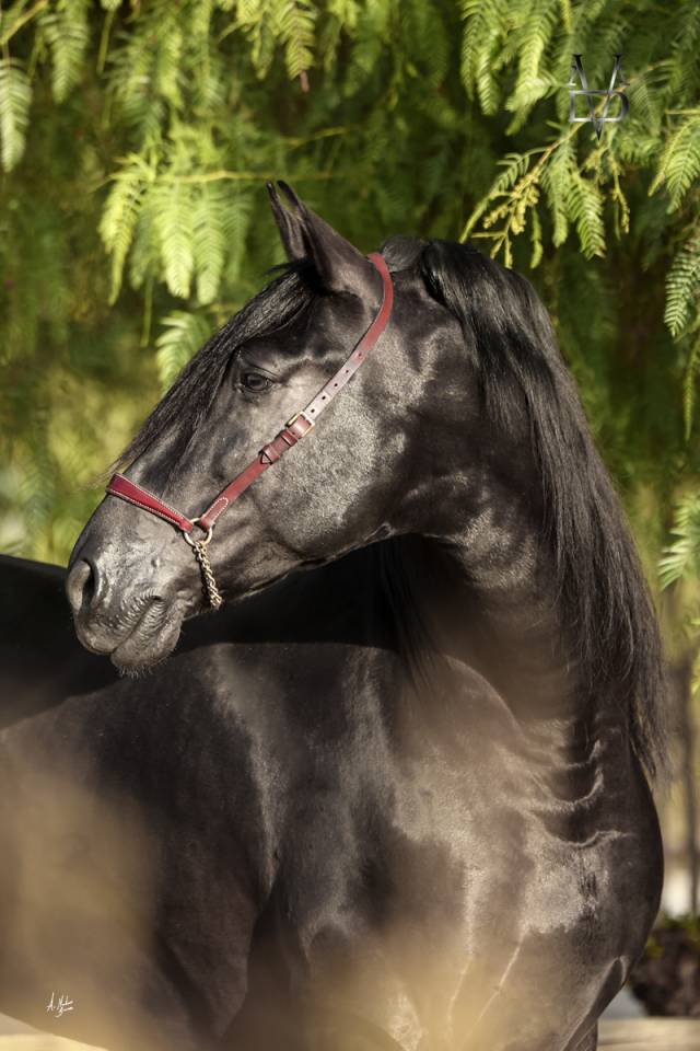Mare PRE Pure Spanish Bred For sale 2021 Buckskin