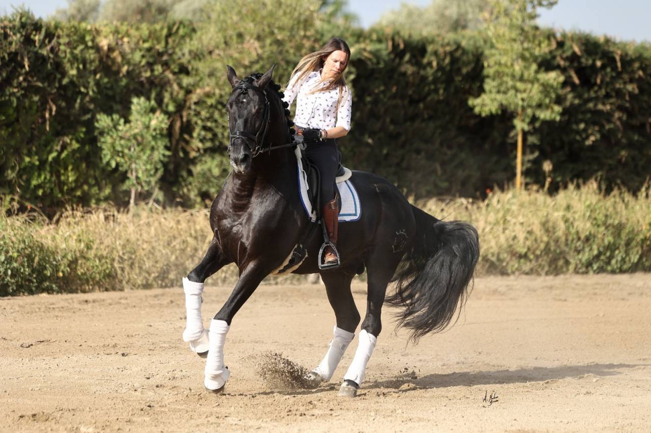 Mare PRE Pure Spanish Bred For sale 2021 Buckskin