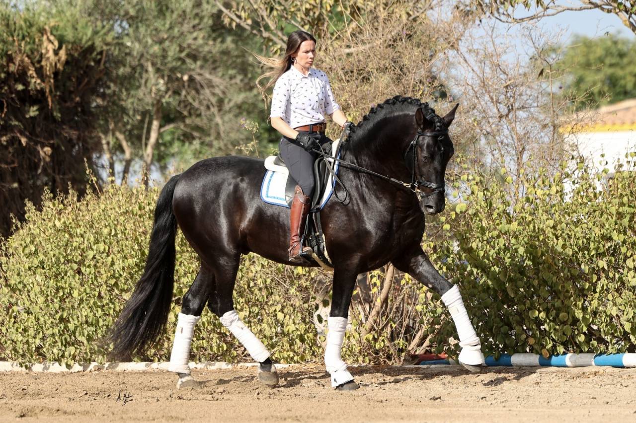 Mare PRE Pure Spanish Bred For sale 2021 Buckskin