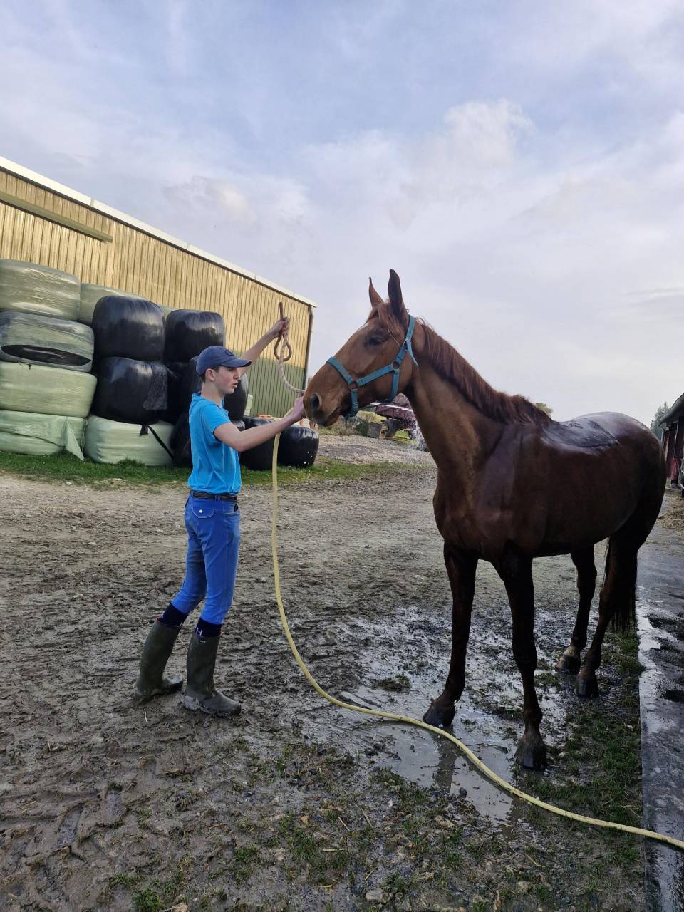 Gelding French Trotter For sale 2019 Chesnut
