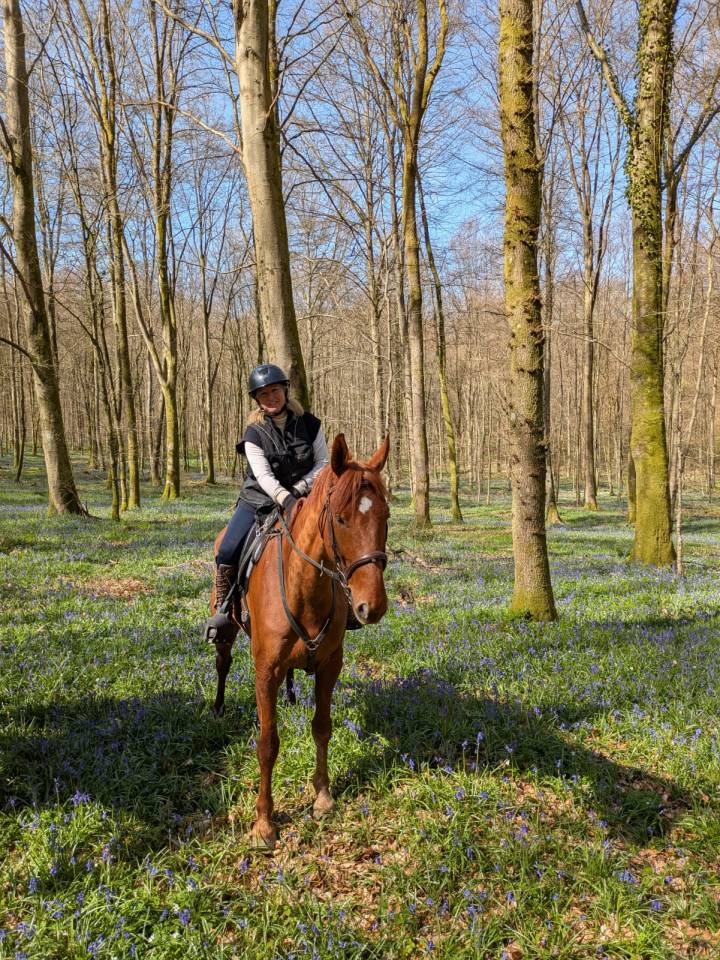 Gelding French Trotter For sale 2019 Chesnut