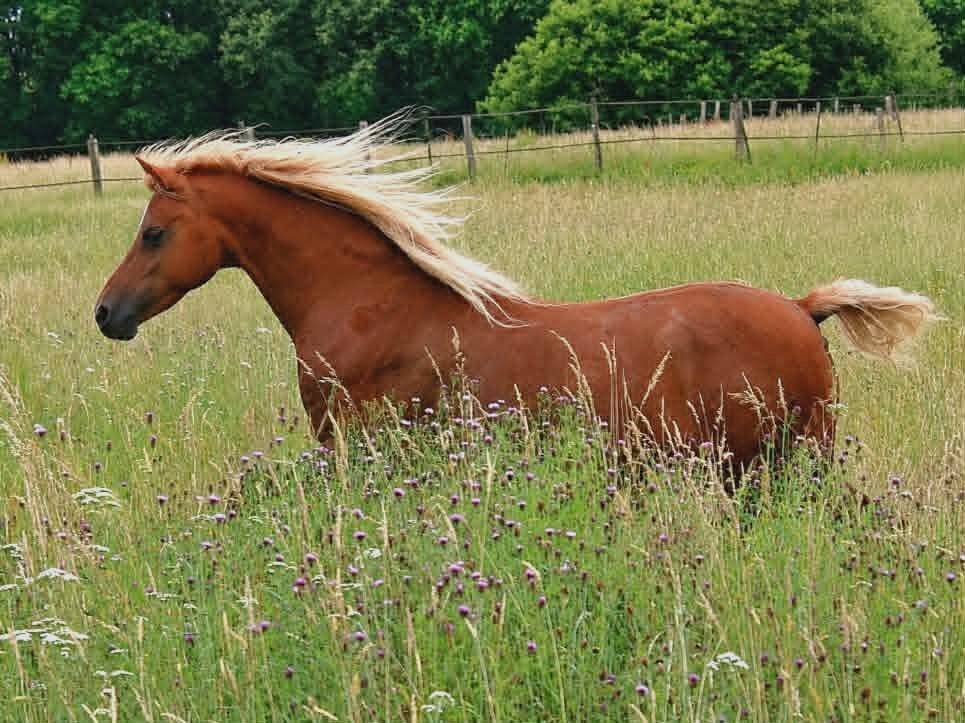 Broodmare Welsh Pony (Section B) For sale 2013 Chesnut