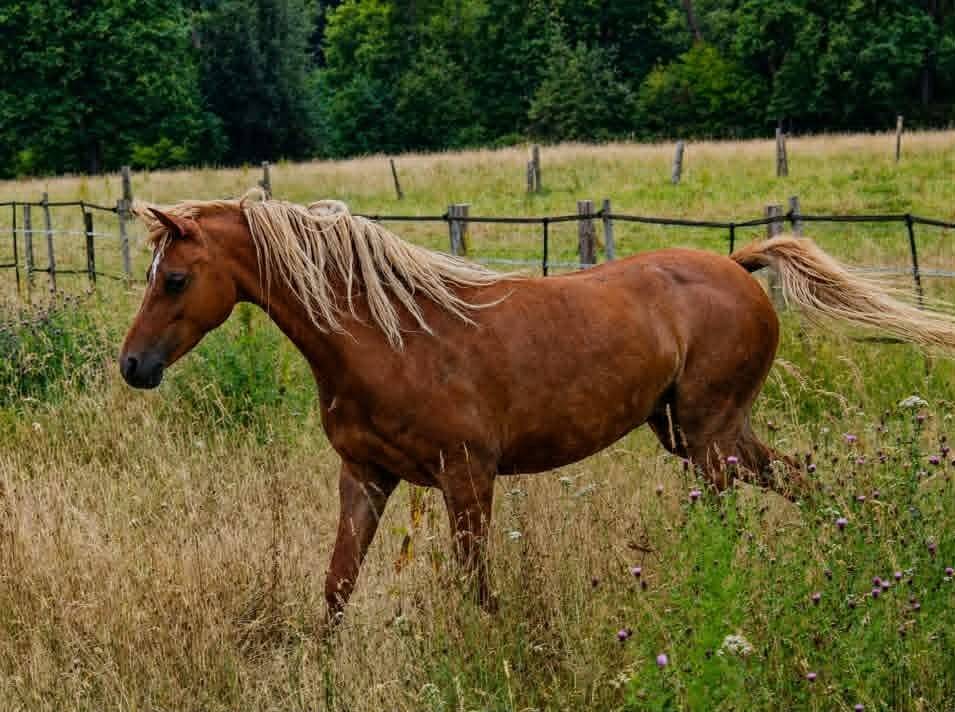 Broodmare Welsh Pony (Section B) For sale 2013 Chesnut