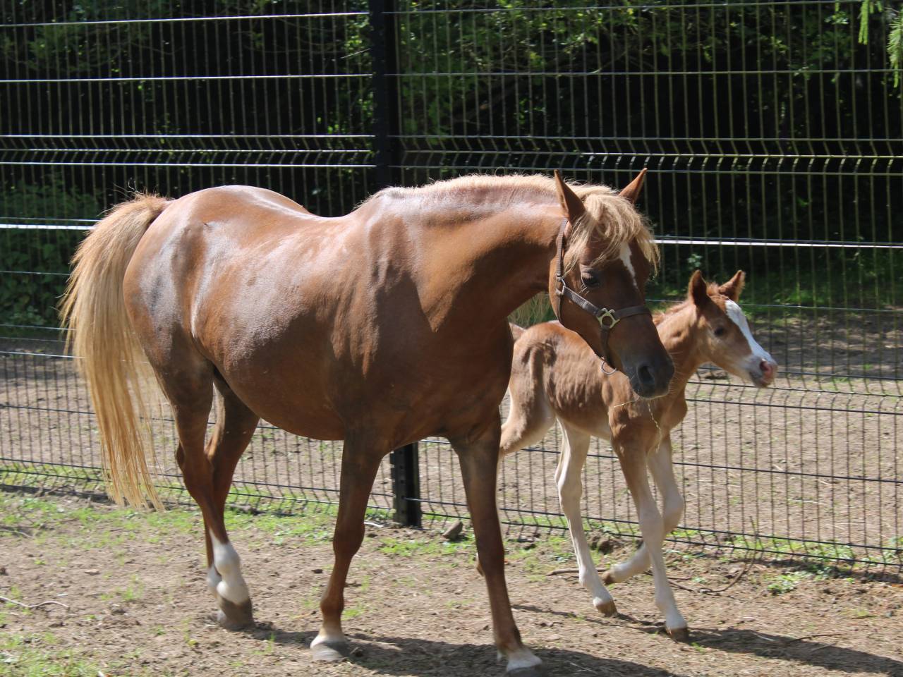 Broodmare Welsh Pony (Section B) For sale 2013 Chesnut