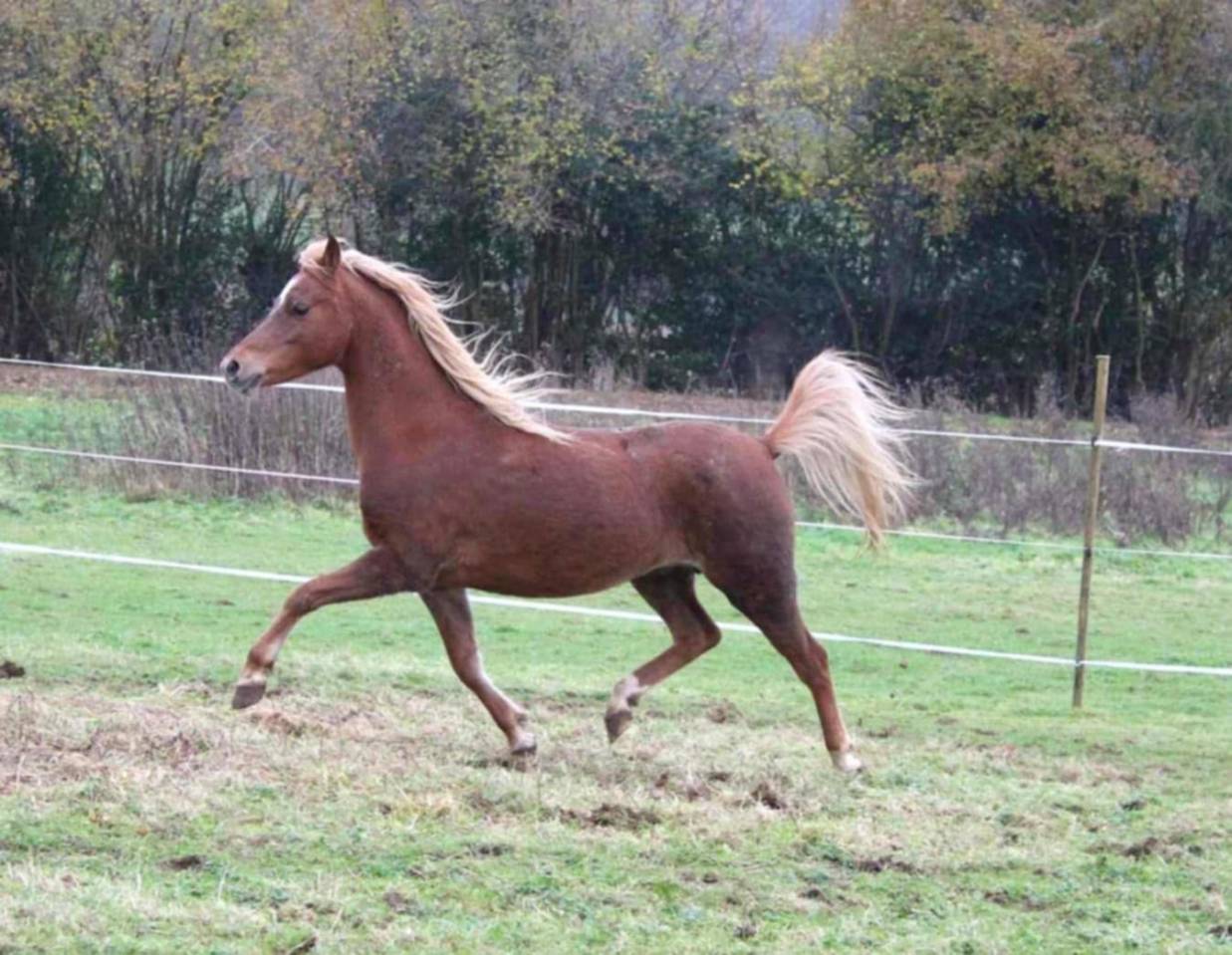 Broodmare Welsh Pony (Section B) For sale 2013 Chesnut