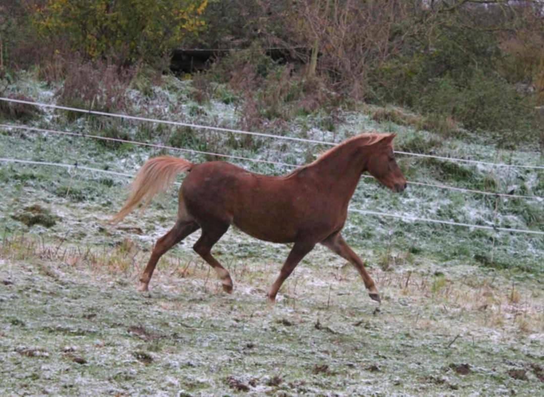 Broodmare Welsh Pony (Section B) For sale 2013 Chesnut